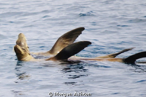 Sea lions synchronized sunbathing. On top of Farnsworth R... by Morgan Ashton 